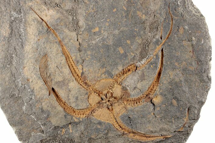 5.1" Ordovician Brittle Star (Ophiura) With Carpoid & Crinoids